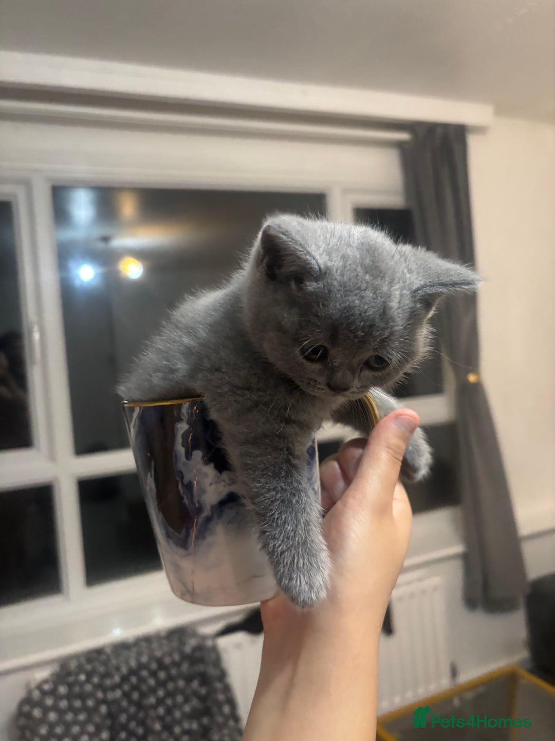 British Shorthair cats for sale: Beautiful British Shorthair Kittens - Image 2