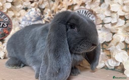 French Lop rabbits for sale: French lop babies - Image 7