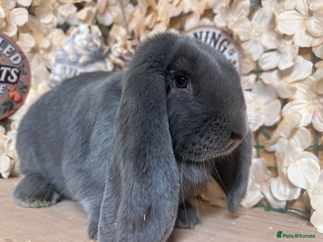 French Lop rabbits for sale: French lop babies - Image 7