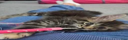 Maine Coon cats for sale: 🌟 1 Stunning Torbie girl left 🌟 TICA reg'd🌟 - Advert 5