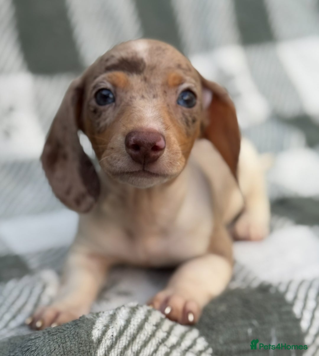 Miniature Dachshund dogs for sale: KC Reg Miniature Dachshund Puppies  - Image 4