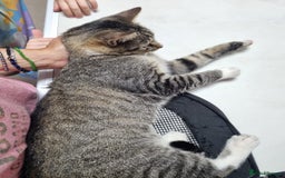 Mixed Breed cats for adoption: TOM a friendly & proud boy who needs a Loving Home - Advert 14