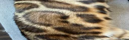 Bengal cats for sale: 3 BENGAL KITTENS - HEALTH/GENETIC TESTED  - Advert 4