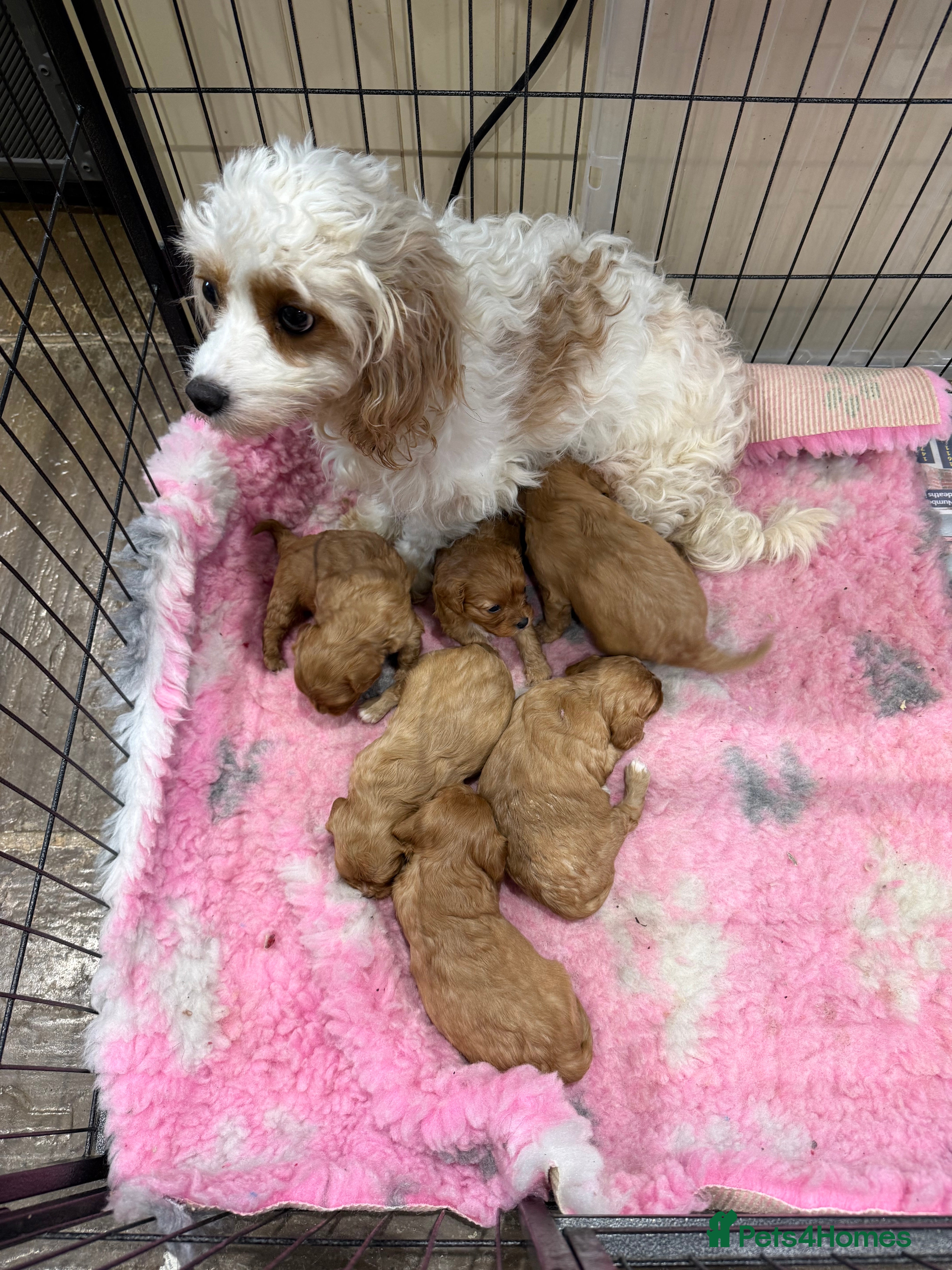 Cavapoochon dogs Cavapoochon - Advert 5