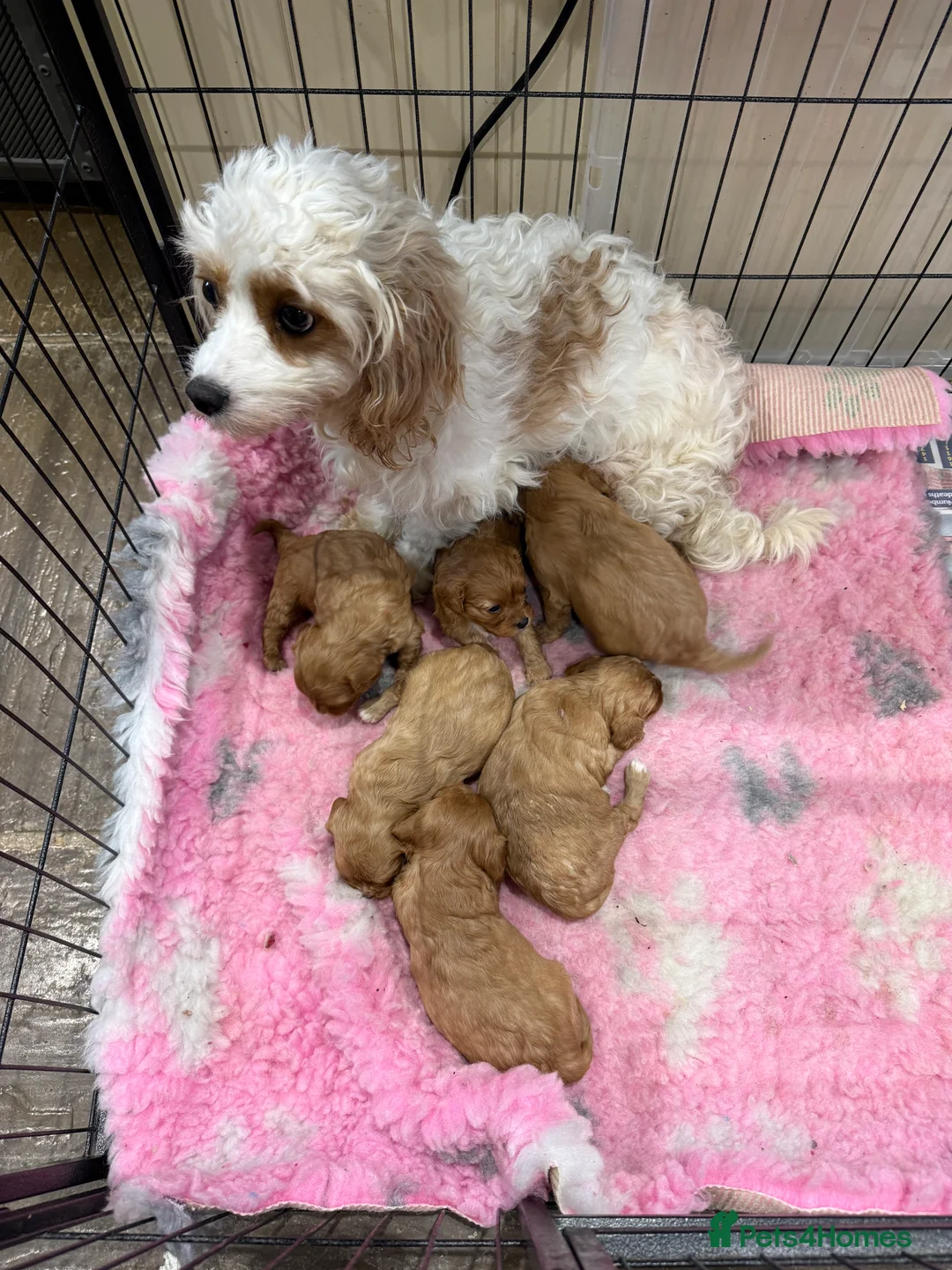 Cavapoochon dogs for sale: Cavapoochon - Advert 1