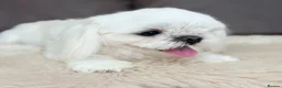 Maltese dogs for sale: Full Korean Male Maltese - Advert 13