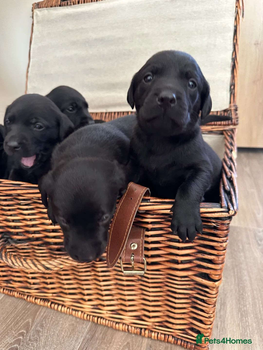 Labrador Retriever dogs for sale: Black Labrador Retrievers - Advert 12