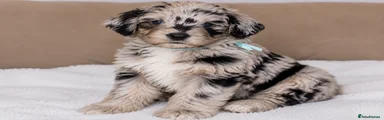 Sky Blue collar bobtail