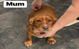 Cockapoo dogs for sale: Cockapoo (READY TO GO NOW) - Image 4