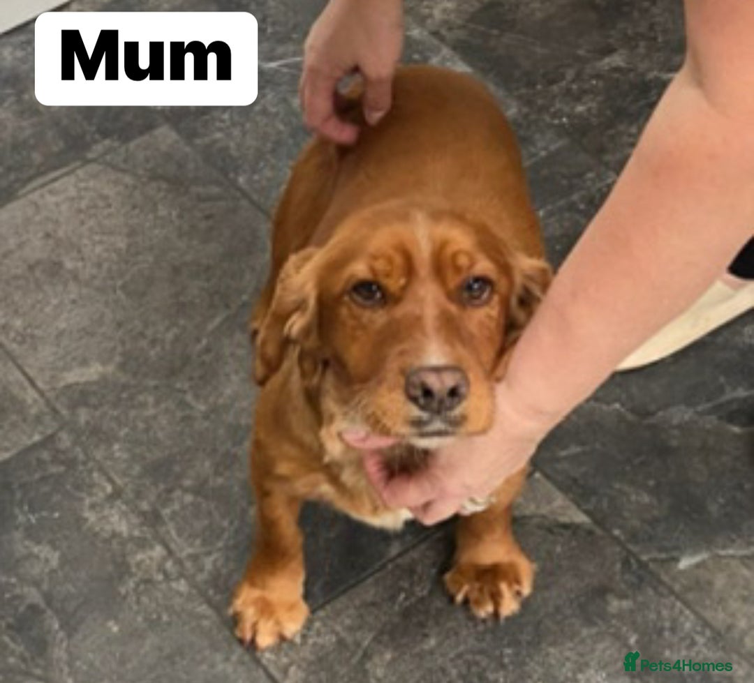 Cockapoo dogs for sale: Cockapoo (READY TO GO NOW) - Image 4