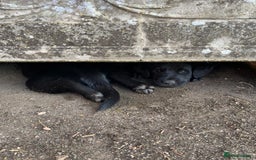 Labrador Retriever dogs for sale: Two Labrador Dog Puppies - black - Image 2