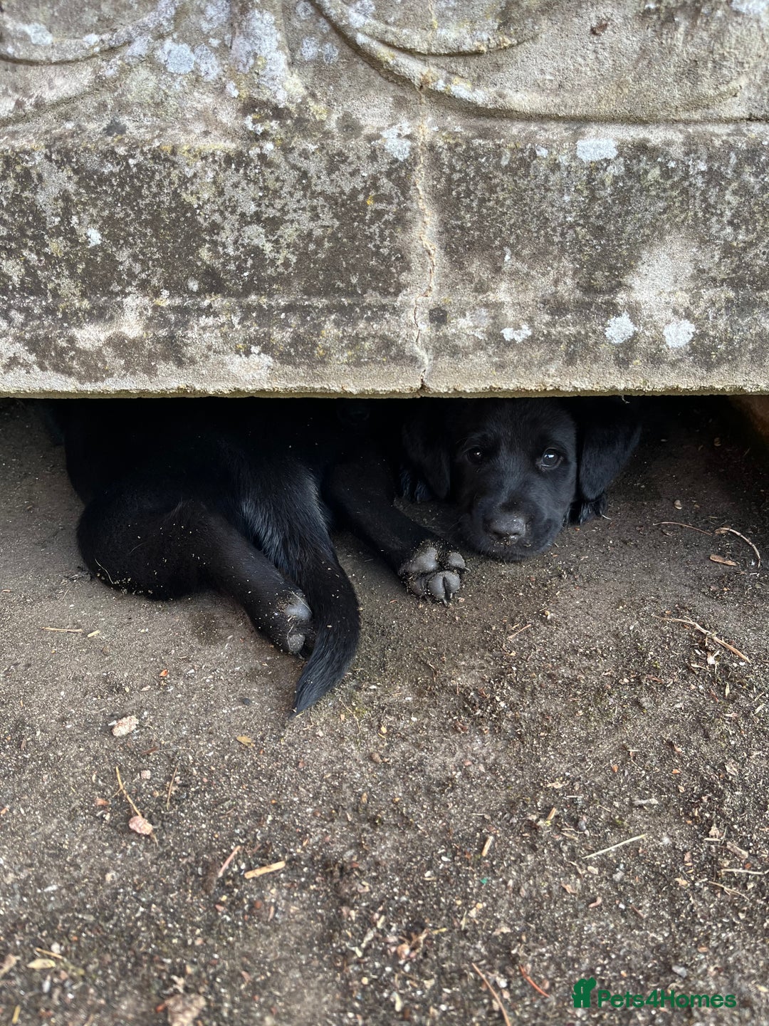 Labrador Retriever dogs for sale: Two Labrador Dog Puppies - black - Image 2