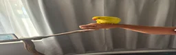 Parakeets birds for sale: Three 8 week old Indian ring neck parakeets  - Advert 11