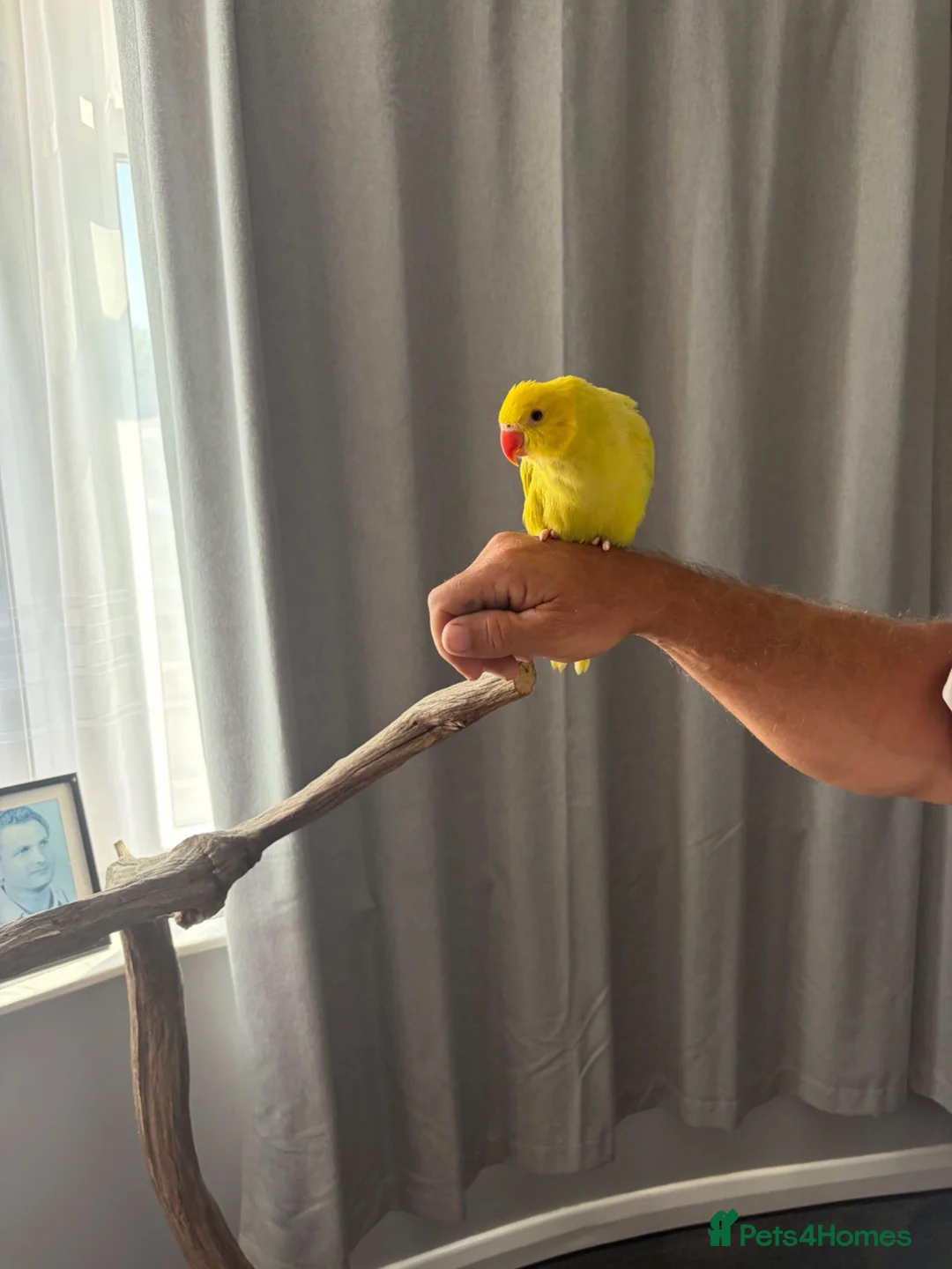 Parakeets birds for sale: Three 8 week old Indian ring neck parakeets  - Advert 11