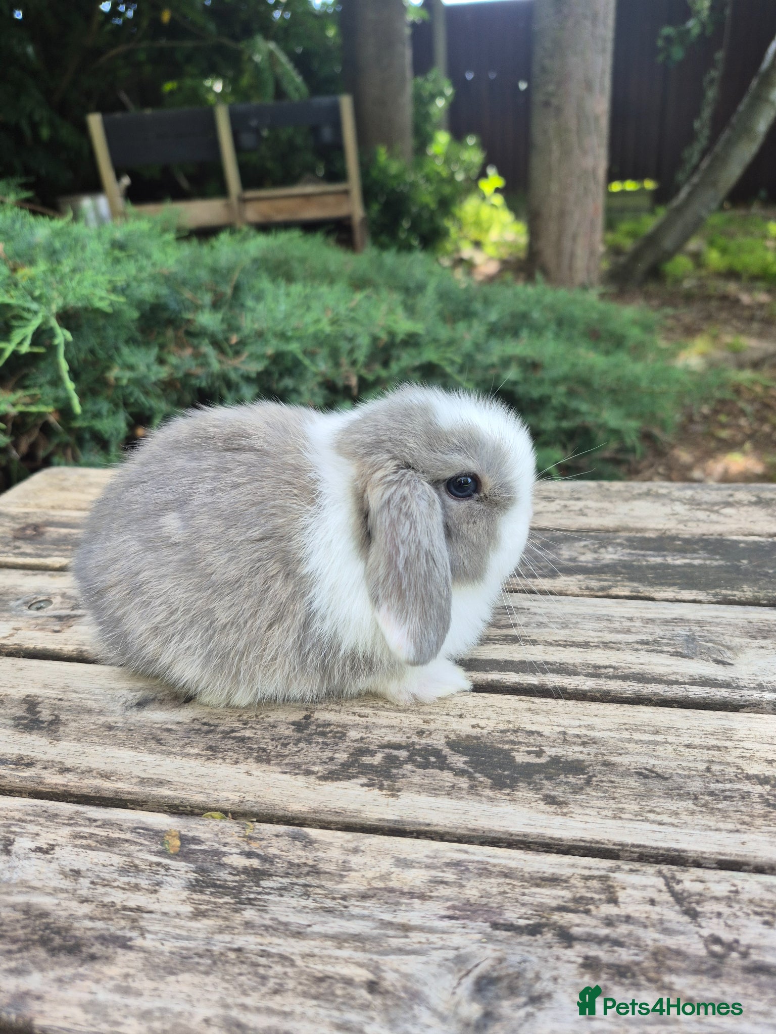 Mini Lop rabbits for sale: Mini lop babies - Advert 1
