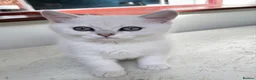 British Shorthair cats for sale: BSH Silver/Black Tipped Boys GCCF Registered  - Advert 4