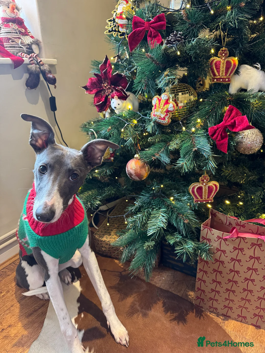 Whippet dogs for sale: 18 month old whippet  - Advert 1