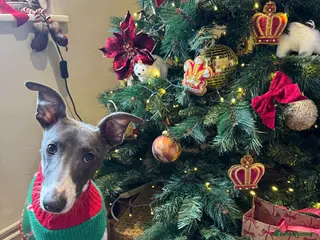 Whippet dogs 18 month old whippet - Advert 2