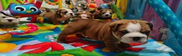 English Bulldog dogs for sale: KC registered  English Bulldog Puppies. - Advert 2