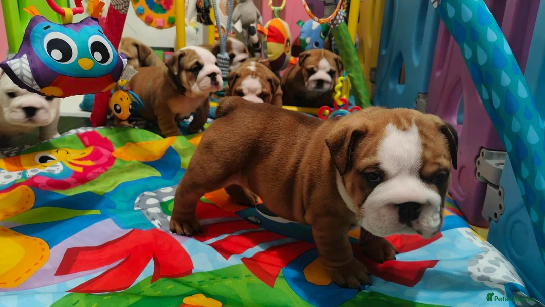 English Bulldog dogs for sale: KC registered  English Bulldog Puppies. - Advert 2