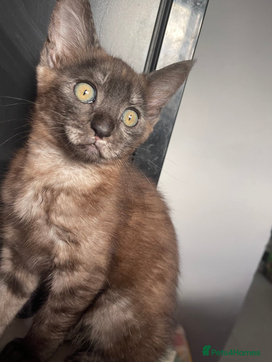 Maine Coon cats for sale: Clover 🍀 11 week old Maincoon x Sphinx girl - Image 3