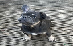 French Bulldog dogs for sale: French puppies new shade fluffy  in Warrington - Image 27