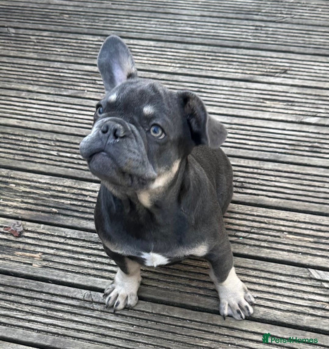 French Bulldog dogs for sale: French puppies new shade fluffy  in Warrington - Image 27