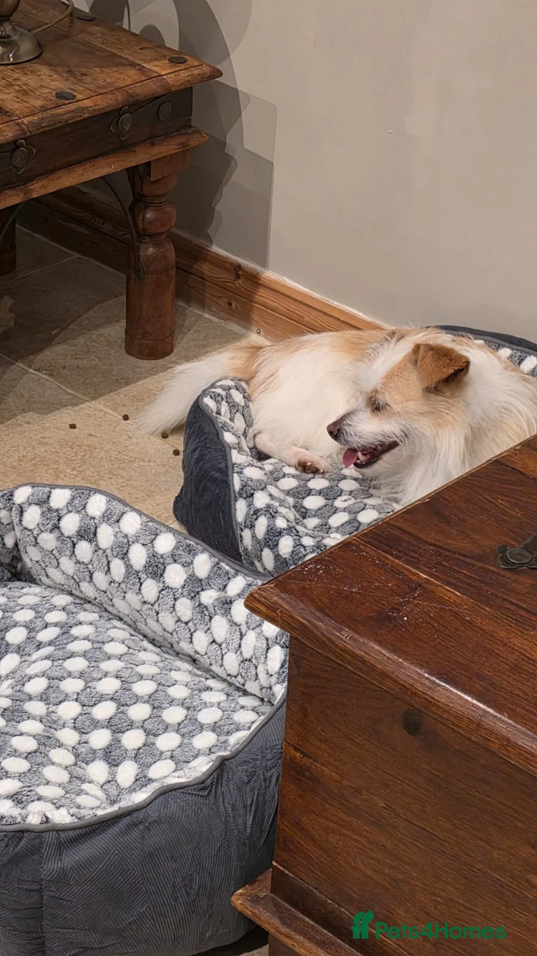 Mixed Breed dogs for adoption: Moomoo is 3-4 yr terrier type meat trade survivor  - Advert 6