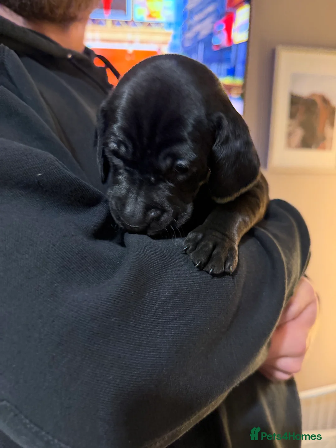 Mixed Breed dogs for sale: Vizmaraner puppies  - Advert 11