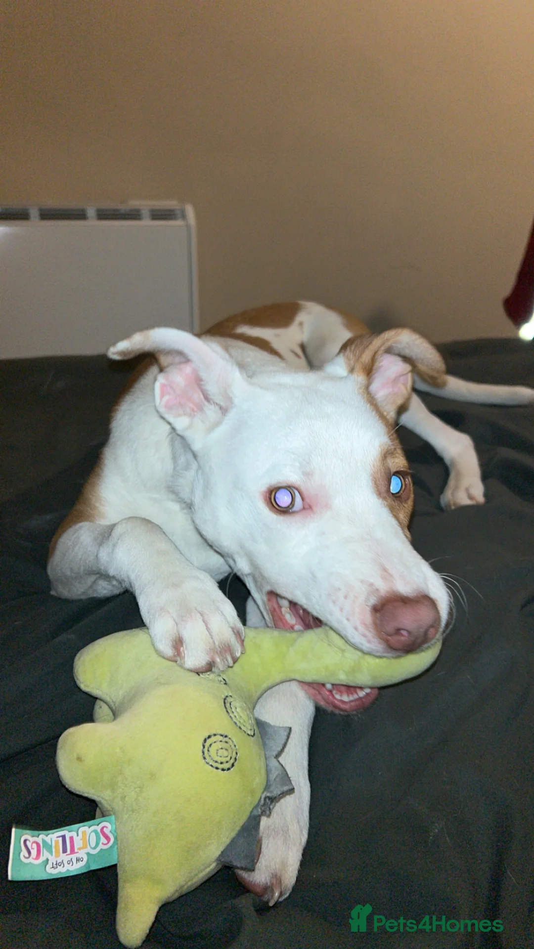 Mixed Breed dogs for sale: Loki  in Oakham - Advert 3