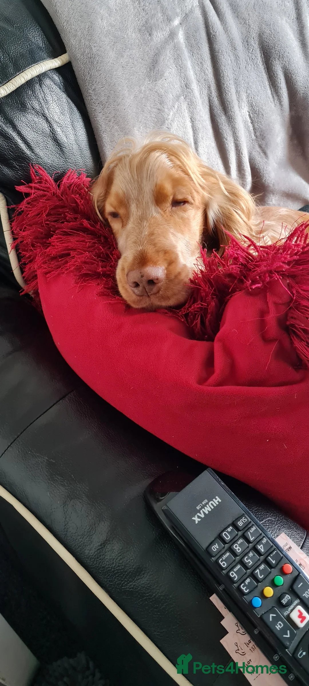 Cocker Spaniel dogs for stud: Proven Handsome Show Cocker Spaniel For Stud in Rochdale - Advert 9