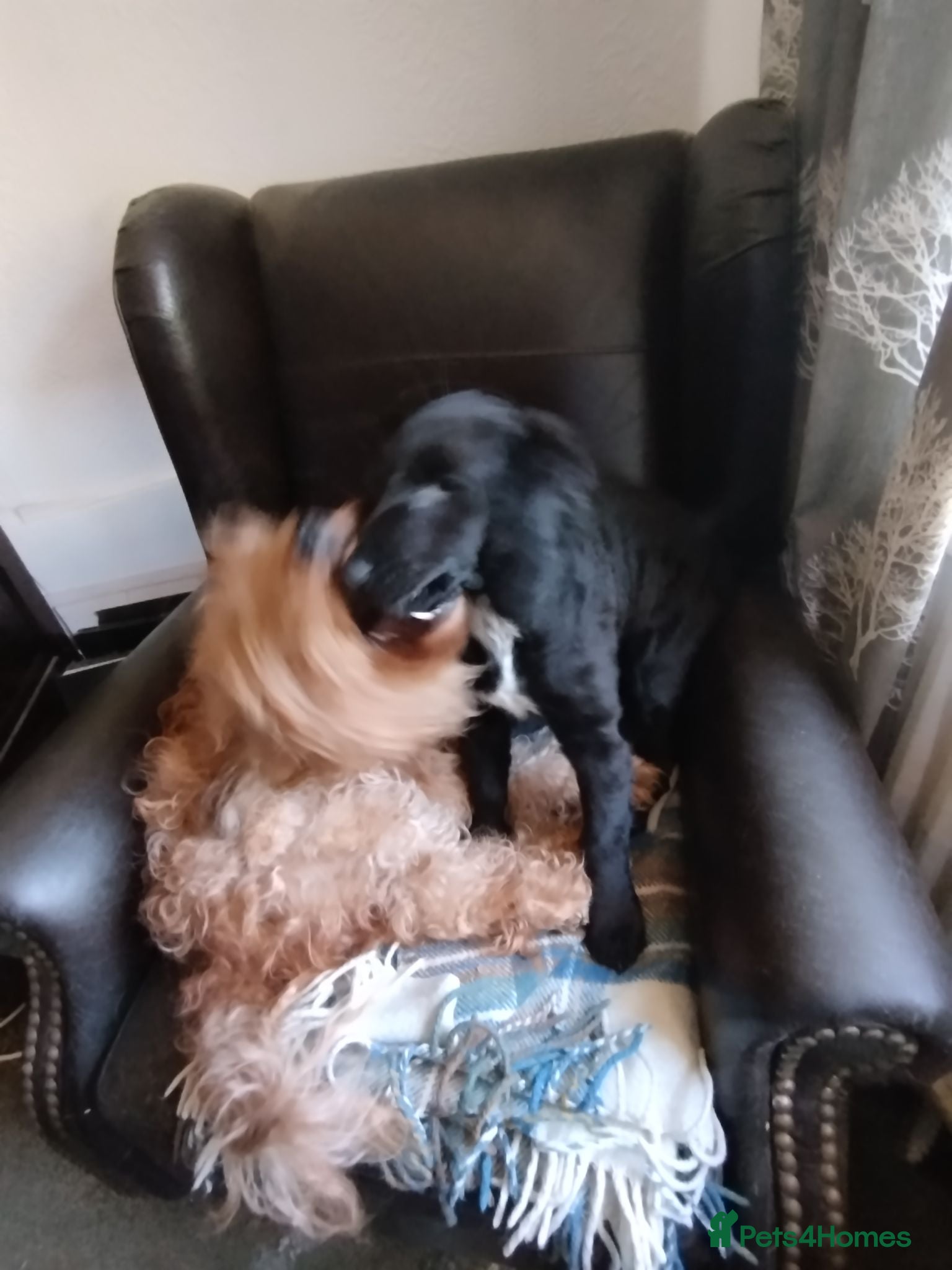 Cockapoo dogs  Cockerpoo f2 Last little girl. - Advert 2