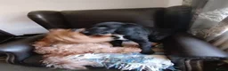 Cockapoo dogs for sale:  Cockerpoo f2 Last little girl. - Advert 5