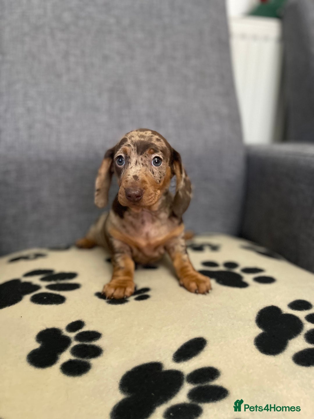 Dachshund dogs for sale: Miniature Dachshund puppies  - Advert 10