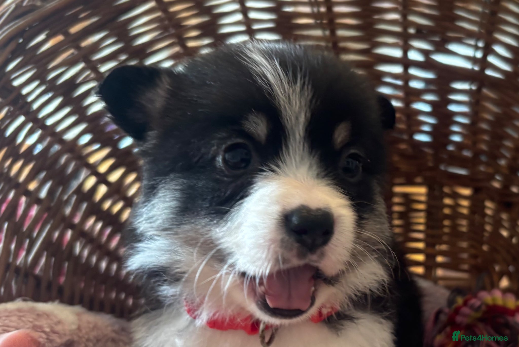 Welsh Corgi Pembroke Puppy 3 red collar