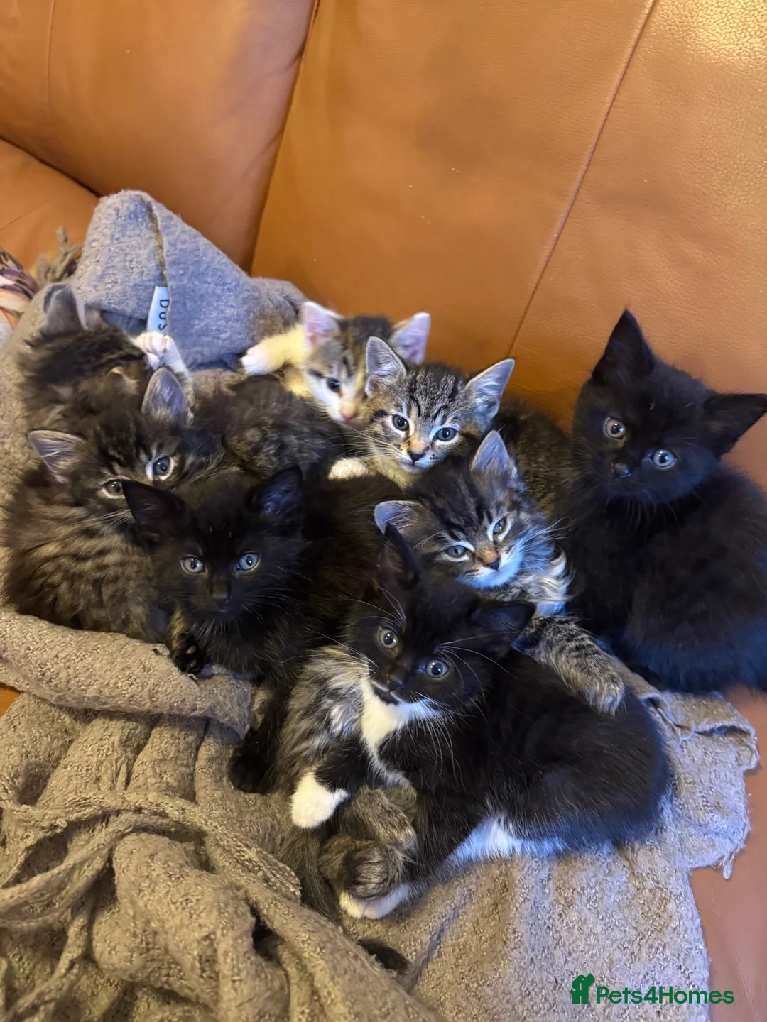 Mixed Breed cats for sale: Adorable Mixed-Breed Kittens: Black,Tabby & Tuxedo in Dagenham - Advert 8