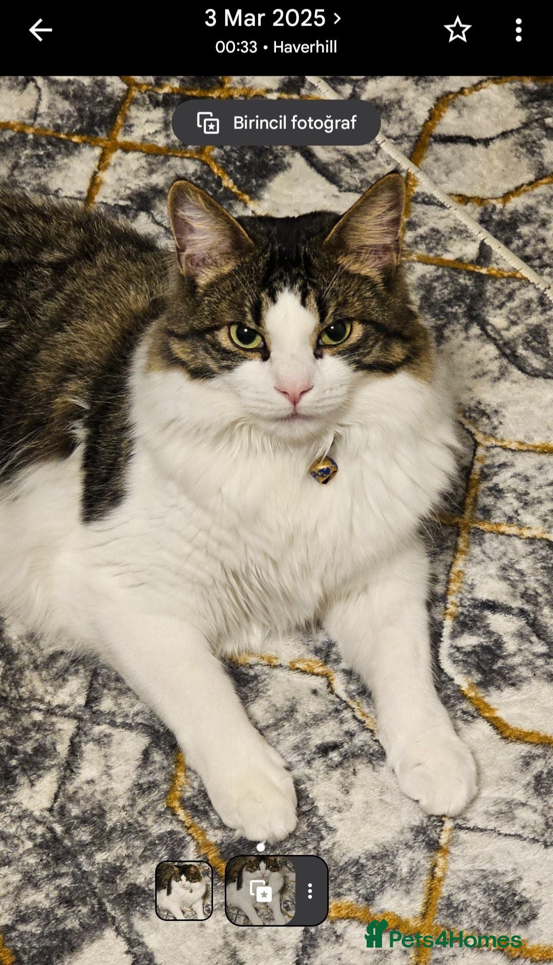 Mixed Breed cats Beautiful Long-Haired Male Cat - Advert 12