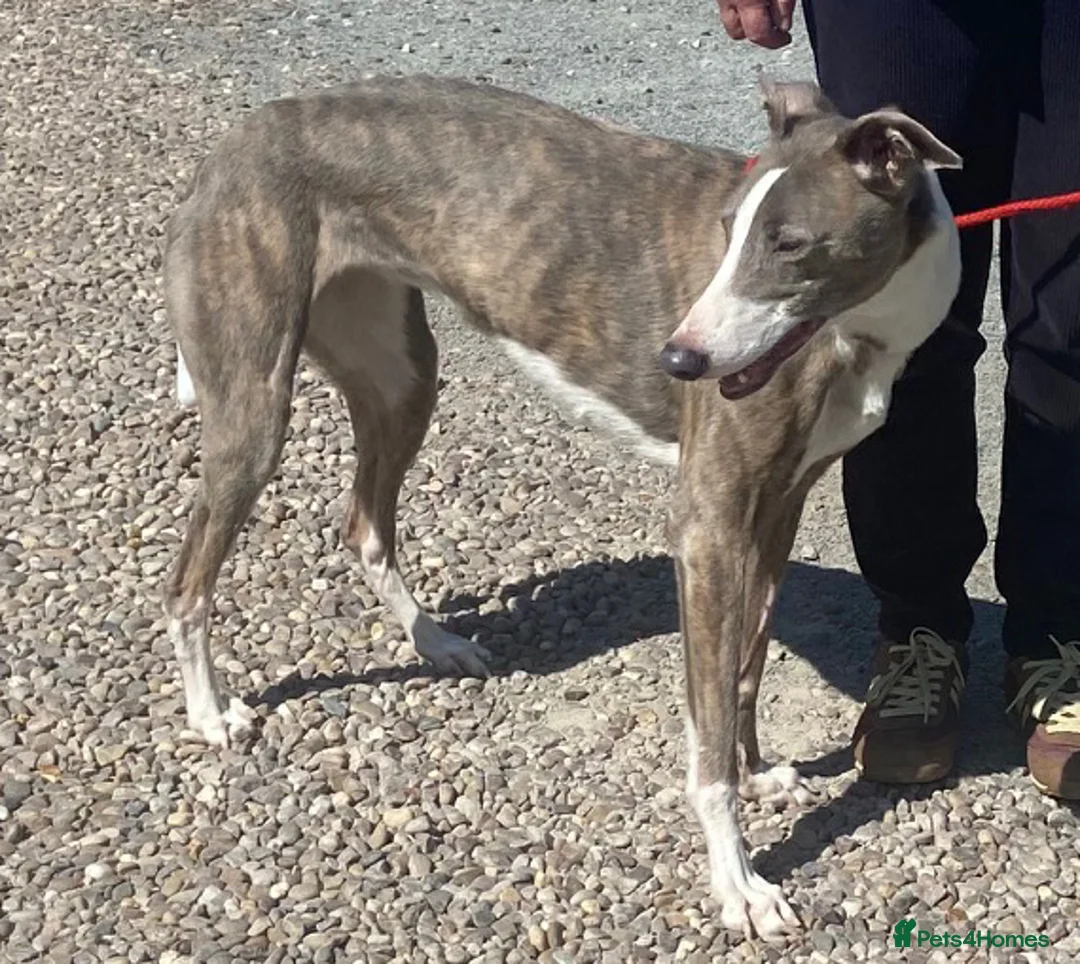 Mixed Breed dogs for adoption: Gorgeous Amiya wants a new forever home - Advert 2