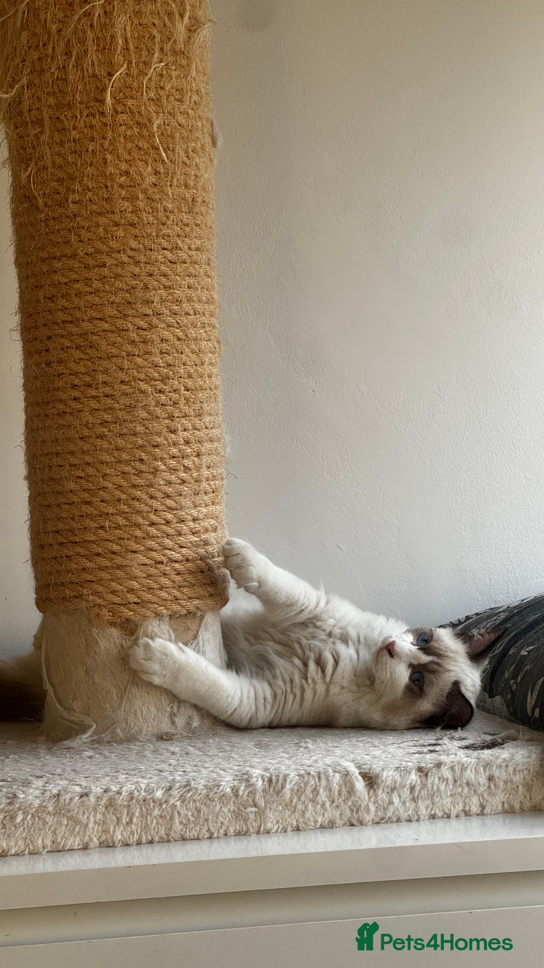 Ragdoll cats for sale: Chunky seal bicolour kitten - Advert 11