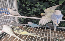 Budgerigars birds for sale: Baby budgies and starter cage  - Image 26