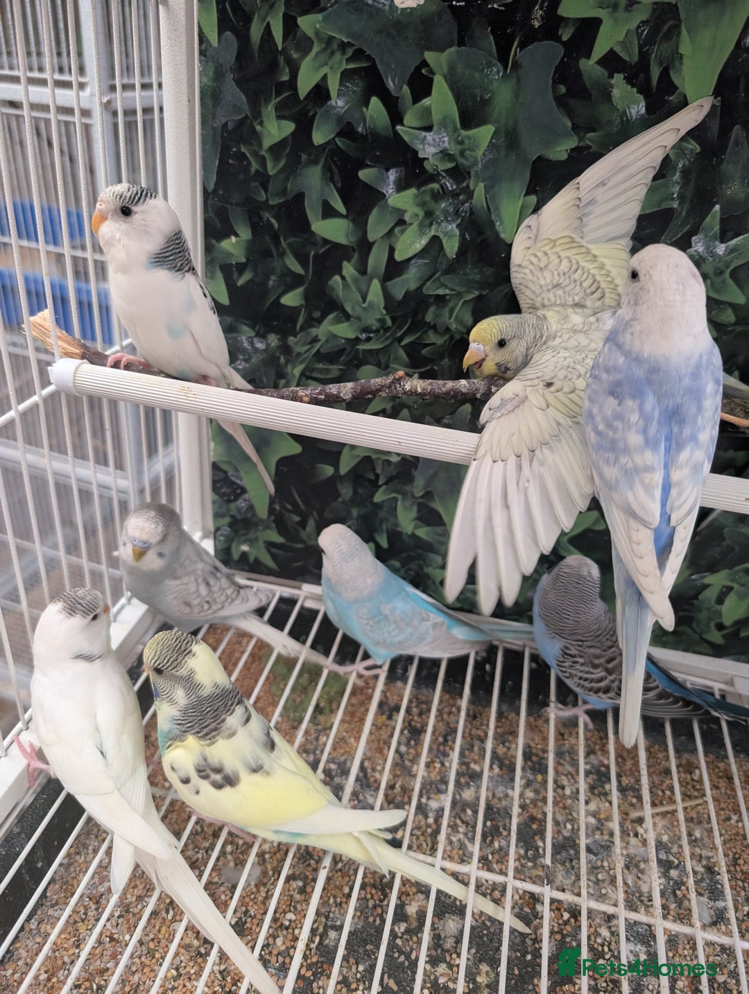 Budgerigars birds for sale: Baby budgies and starter cage  - Image 26
