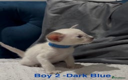 Siamese cats for sale: ✨Gorgeous GCCF registered kittens✨ - Image 5