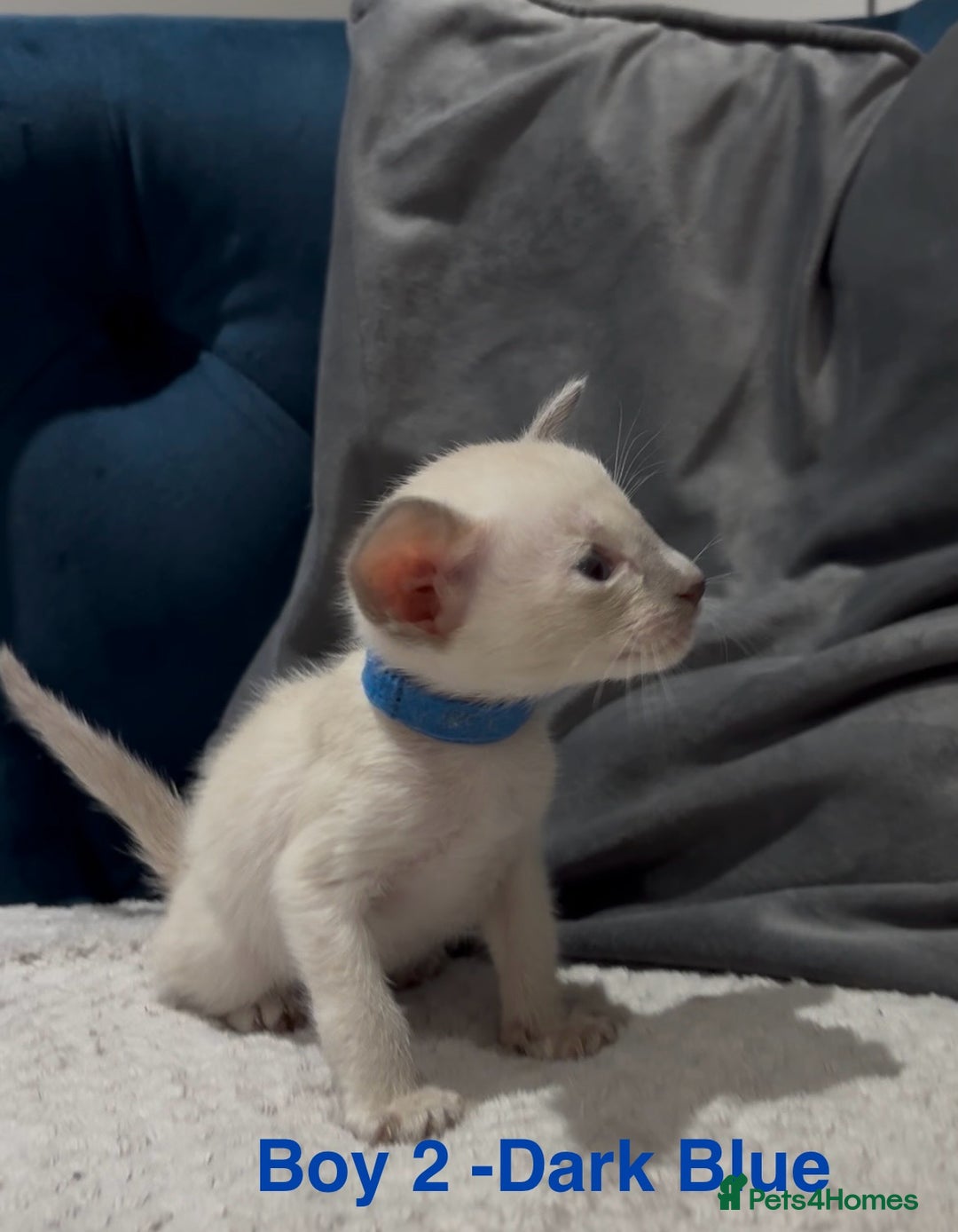 Siamese cats for sale: ✨Gorgeous GCCF registered kittens✨ - Image 5