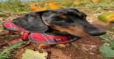 Dachshund dogs - Advert 1