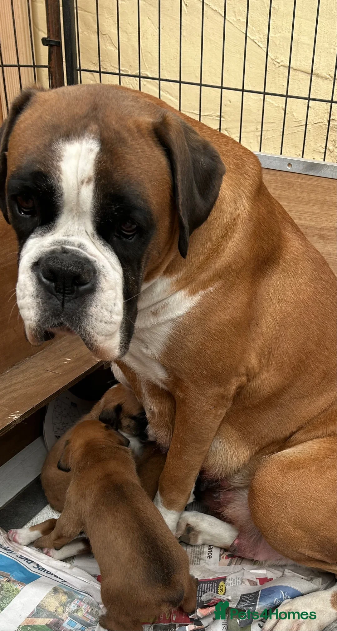 Boxer dogs for sale: 5 Star license breeder. 23 years experience  - Advert 1