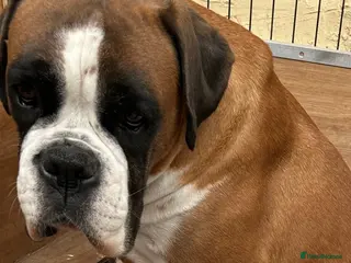 Boxer dogs 5 Star license breeder. 23 years experience - Advert 16