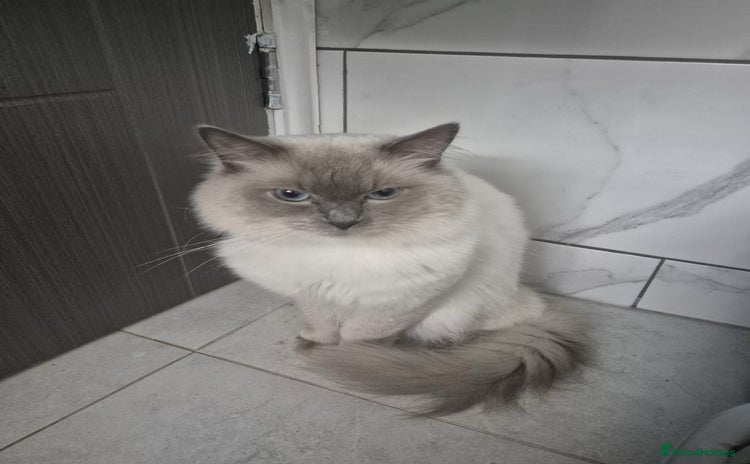 Ragdoll cats - Advert 8