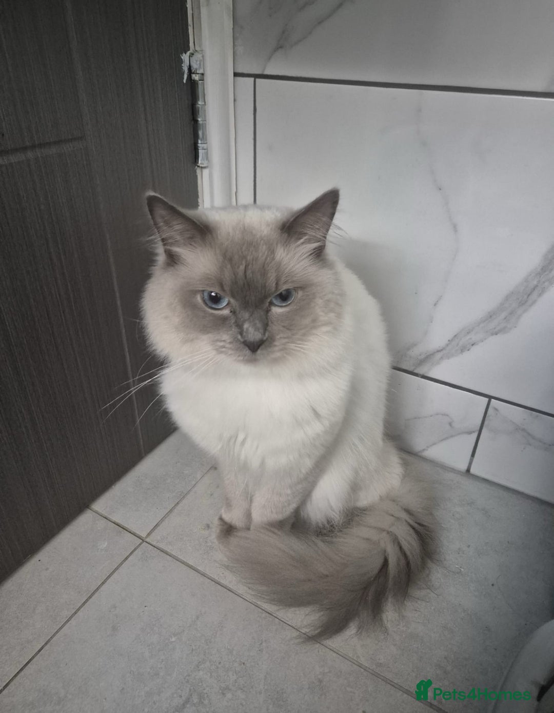 Ragdoll cats for sale: Pure Blue Point Ragdoll Male  - Image 1