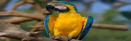 Macaws birds for sale: Blue-and-yellow macaws for sale  in Liverpool - Advert 4