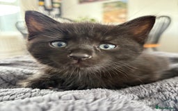Mixed Breed cats for sale: One male and female kitten - Image 4